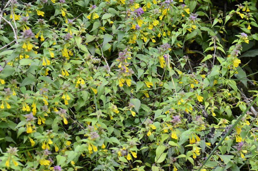 Fiore giallo foglie colorate da id. - Melampyrum sp.